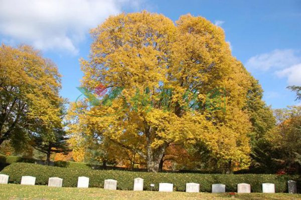 米乐|米乐·M6(中国大陆)官方网站