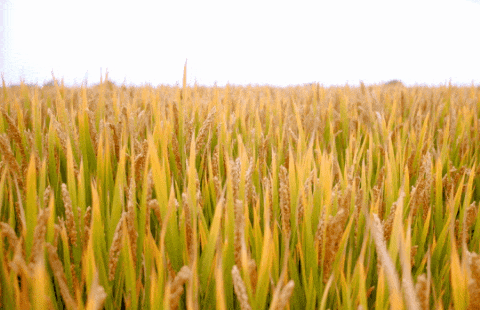 米乐|米乐·M6(中国大陆)官方网站