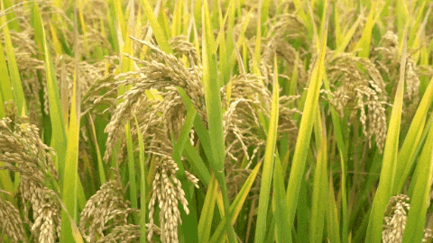 米乐|米乐·M6(中国大陆)官方网站