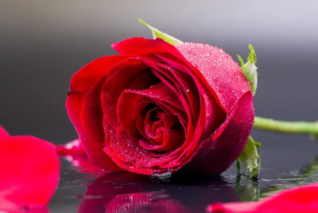 女神节 | 致敬“她”实力，，，，，共筑优美未来